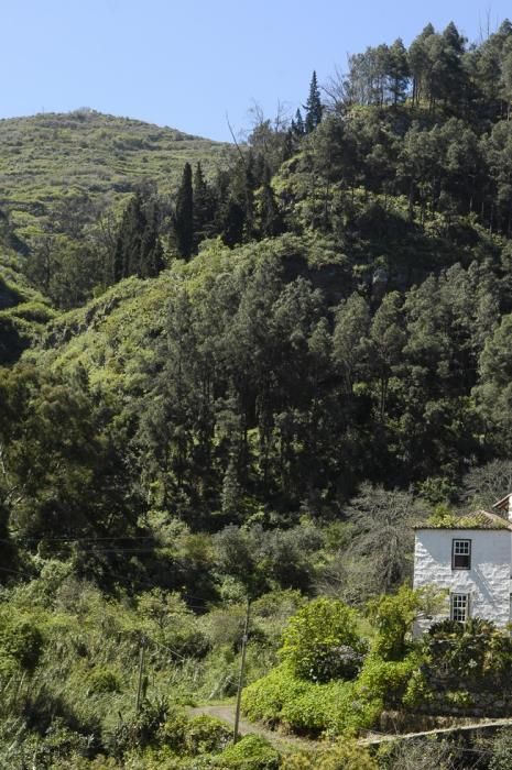 VERDOR EN EL CAMPO GRANCANARIO