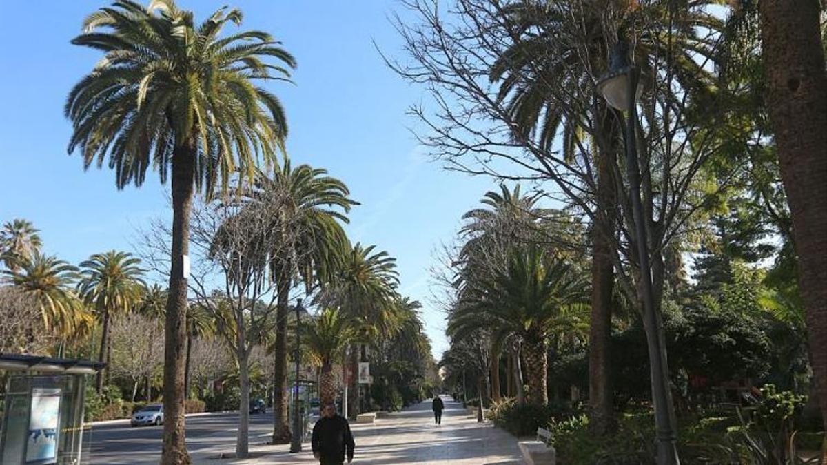 Palmeras del Paseo del Parque.