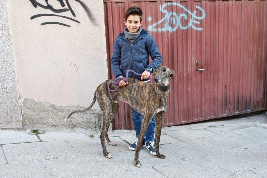 Los perros gobiernan por san Antón en Zamora