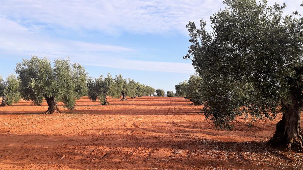 Campo de olivar tradicional en Tierra de Barros