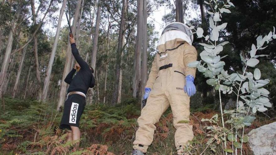 Un cazador dispara contra el nido, situado a gran altura e inacessible de otro modo. // Santos Álvarez