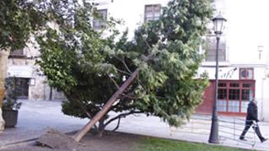 Efectos del viento en Zamora