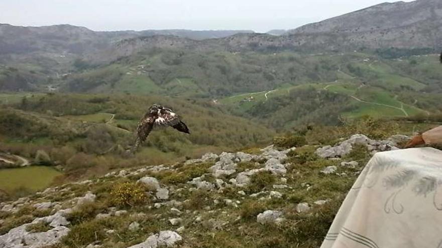 El águila real sale volando tras la apertura de la jaula en la que fue trasladada al Cuetu de Meré.