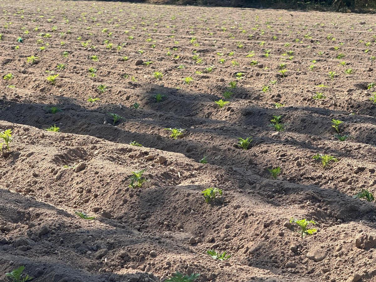 La plantación ha comenzado en l’Hort de Malena y Coronela, y continuará la próxima semana en l’Hort de Dins y Pontos
