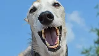 Así son las razas de perros de caza más demandadas en España como mascotas