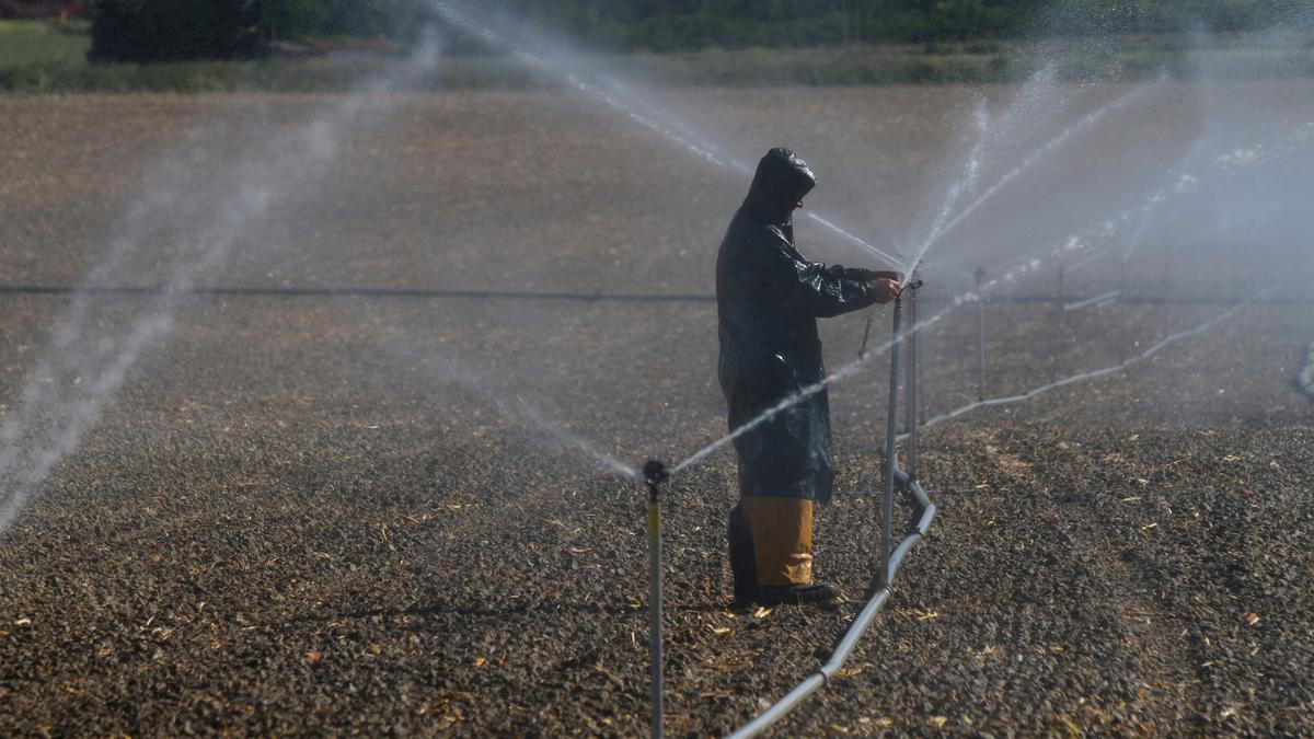 UN AGRICULTOR COLOCA LOS TUBOS PARA REGAR.