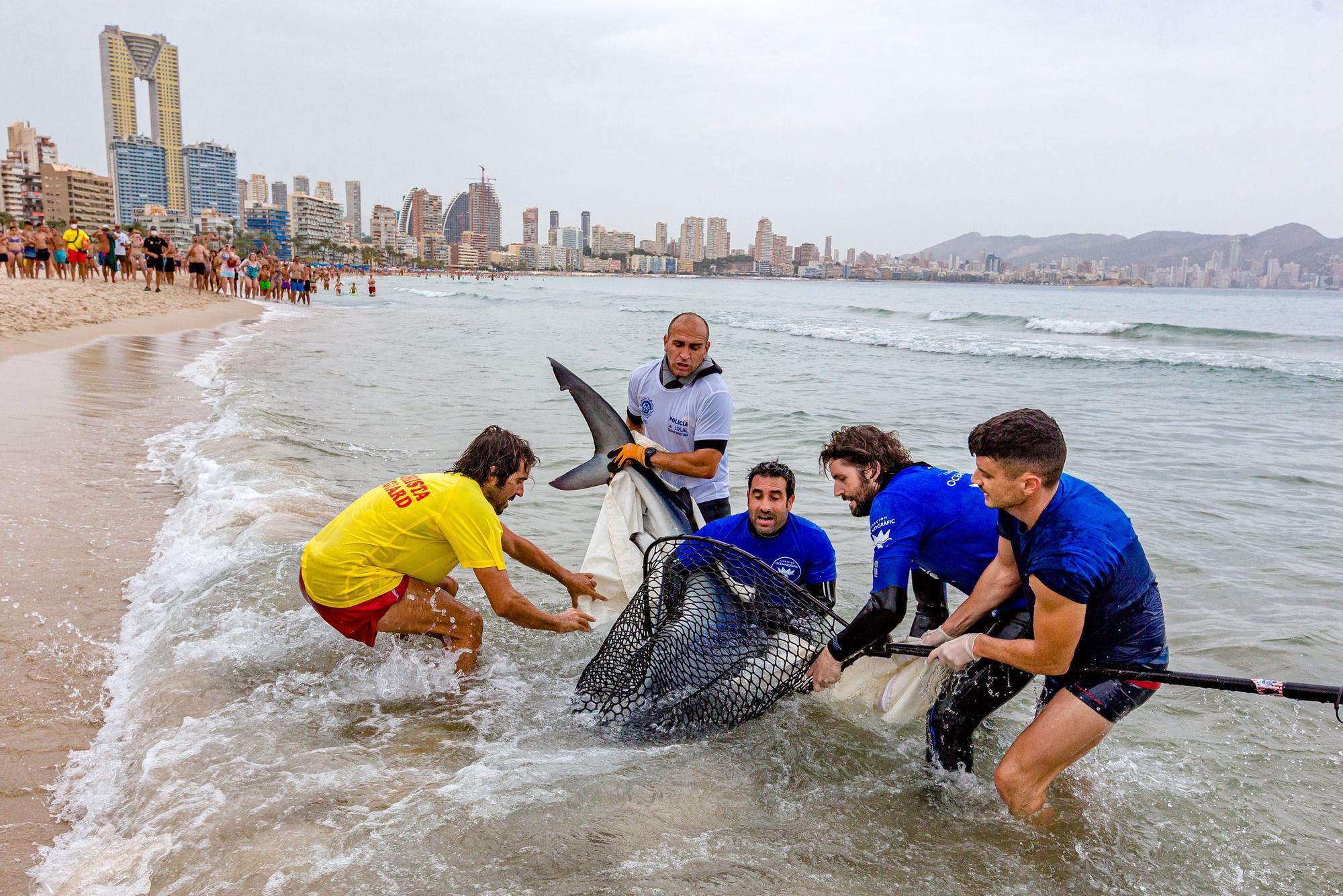 12/8/2021.  Una tintorera de 2,5 metros obliga a desalojar la playa de Poniente de Benidorm entre la expectación de los bañistas. Policía Local, Salvamento y técnicos del Oceanogràfic capturan y trasladan al animal mar adentro para dejarlo en libertad