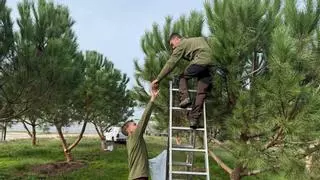 Agricultura impulsa un programa per incrementar la producció de pinyons a partir d'una millora genètica a l'arbre