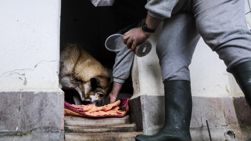 La protectora Apasa impulsa en Villaviciosa un albergue para animales abandonados