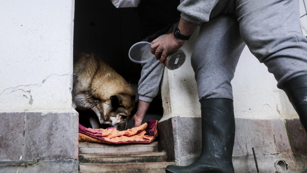 Un voluntario, en un albergue de animales, en una foto de archivo.