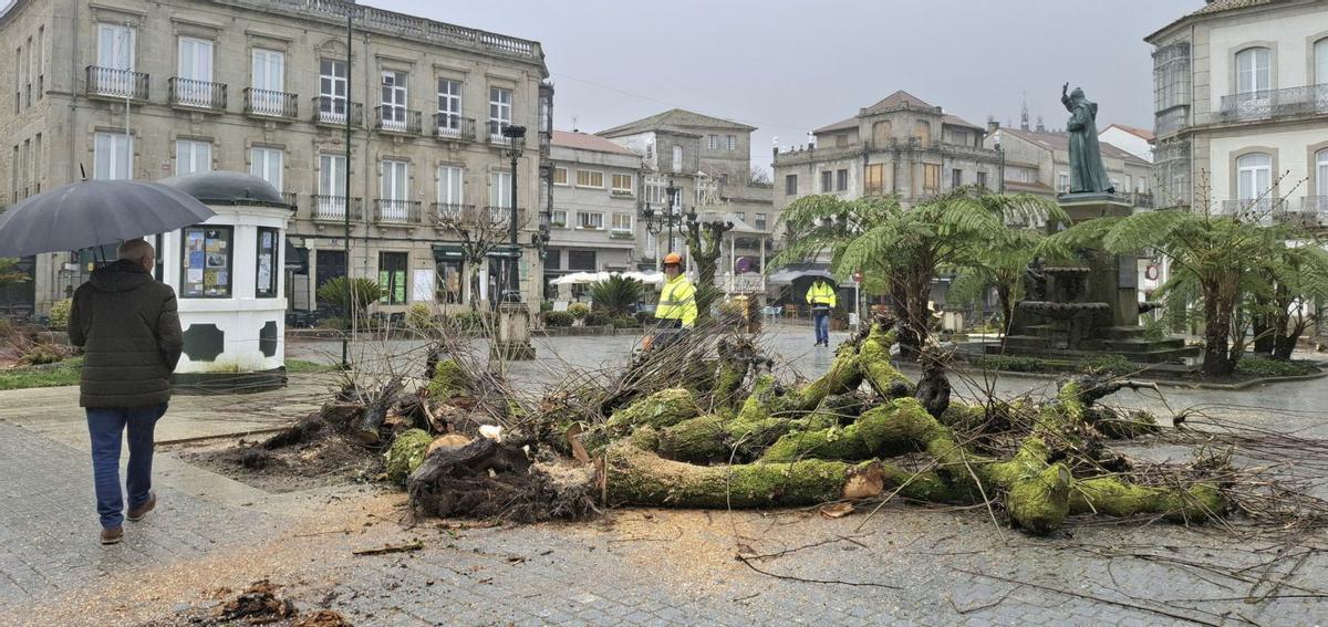 Tala de los cuatro árboles de la Plaza de la Inmaculada, ayer por la mañana en Tui.