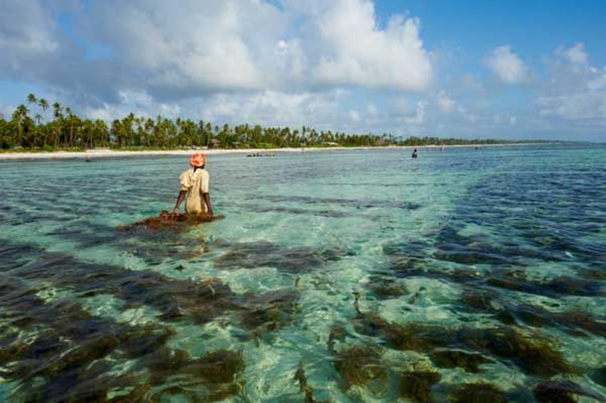 Mujer cultivando algas en granjas subacuáticas en la zona de Jambiani.