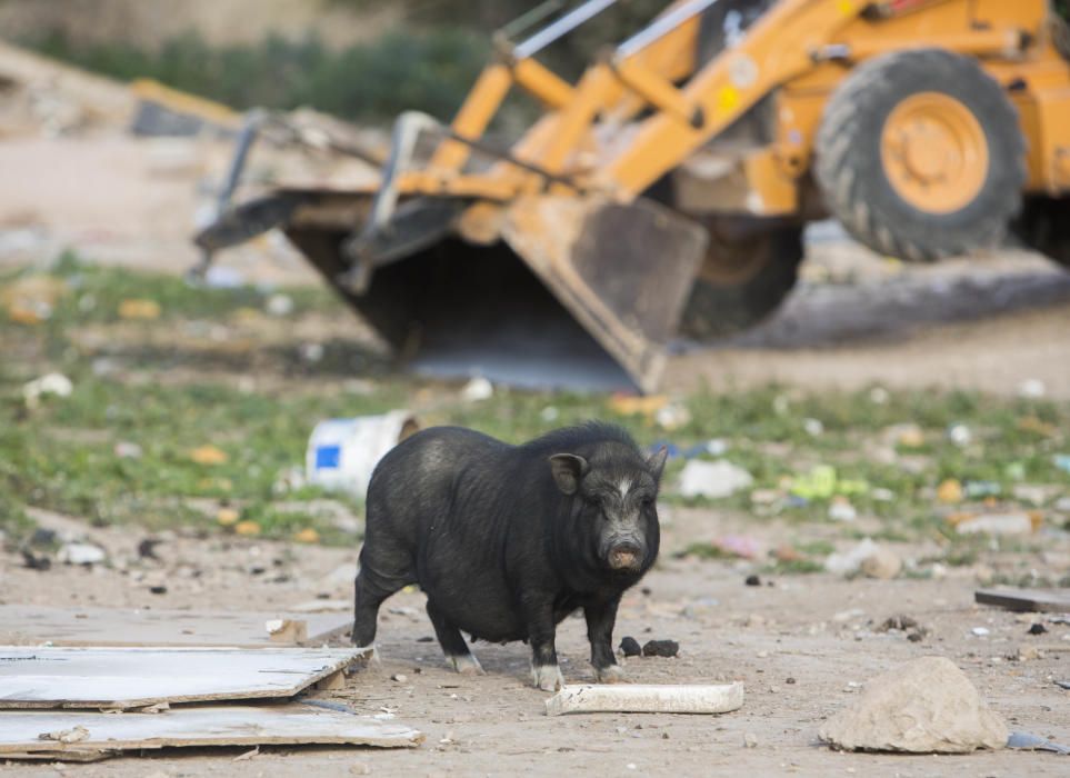 El gobierno local pretende acabar con la colonia de cerdos vietnamitas.