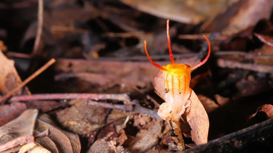 Redescubren en Japón una misteriosa planta que creían extinta