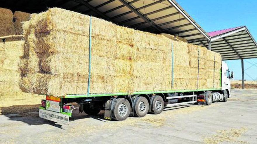 Al menos 10.000 cabezas de ganado urgen de alimentación tras el incendio