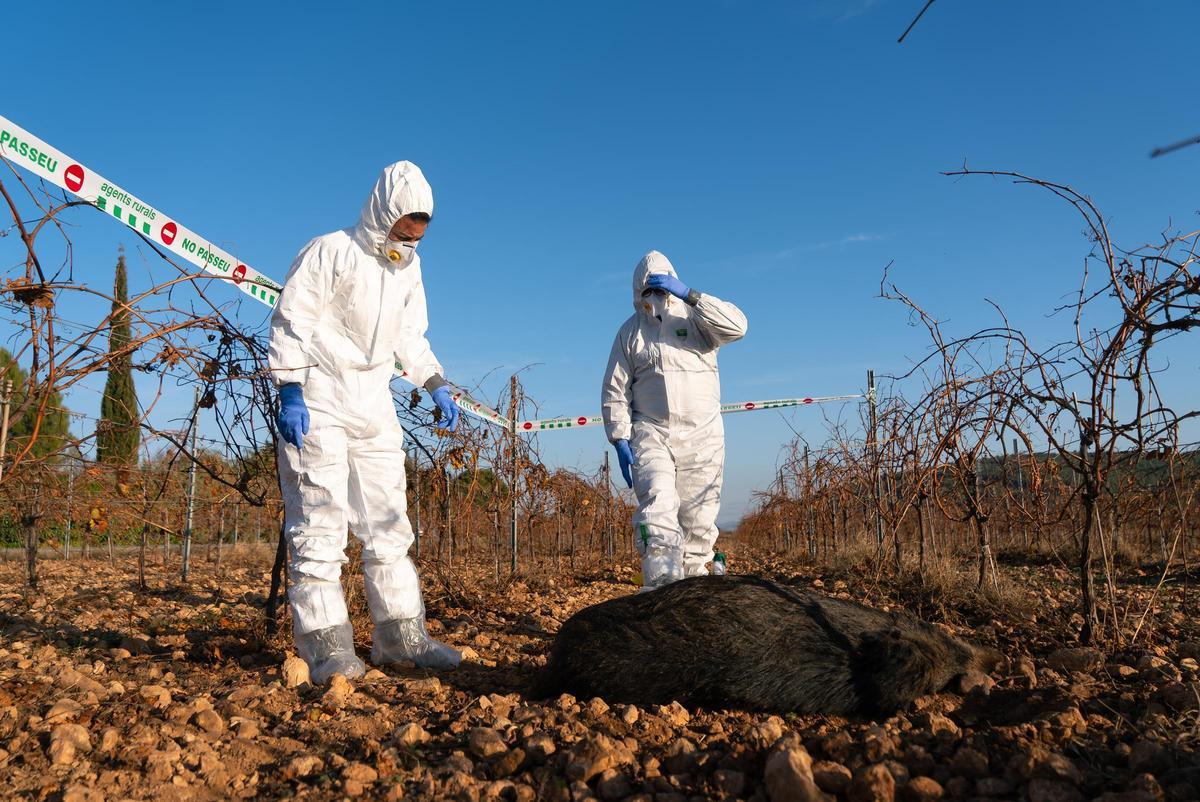 Dos agents rurals observen un exemplar de porc senglar mort