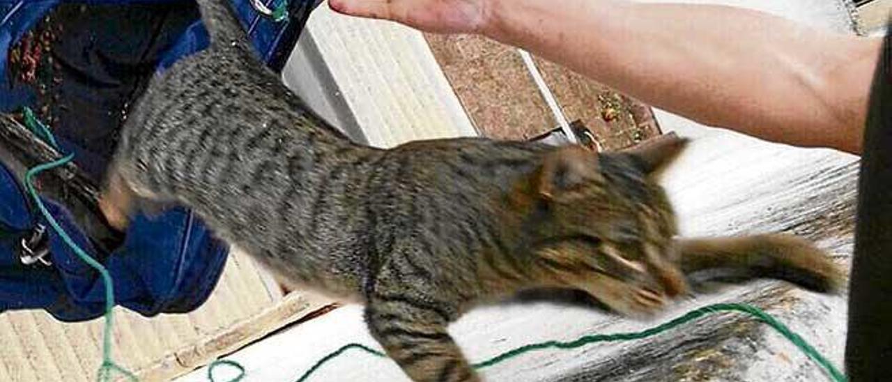 Rescate de un gato en un tejado. El minino colaboró incentivado con chuches felinas.