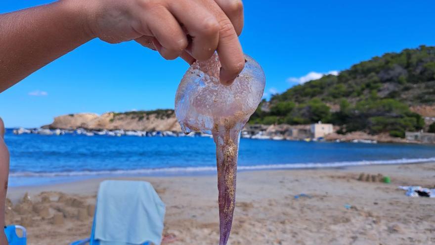 Verano de medusas |  D.V.