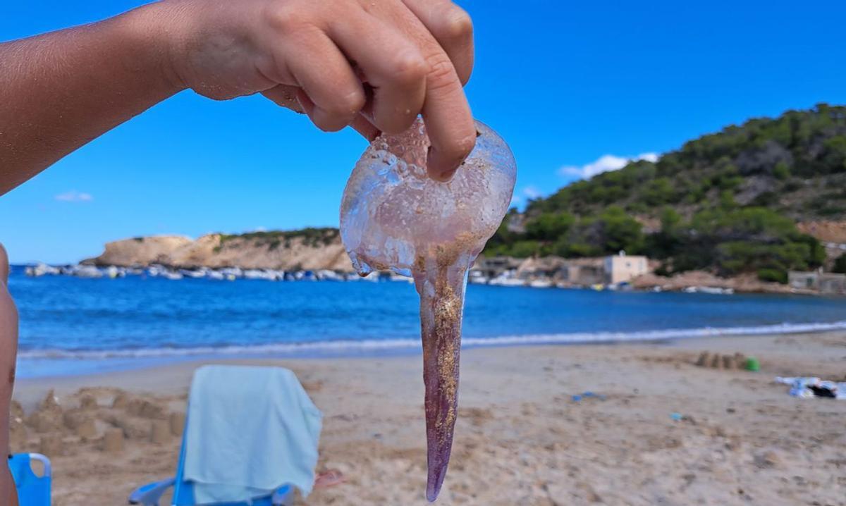 Verano de medusas |  D.V.