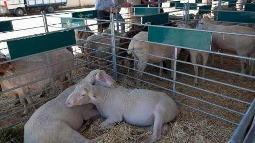 Algunas de las ovejas y carneros expuestos ayer en el mercado de ganados de Villalpando con motivo de la feria Ovicampos.