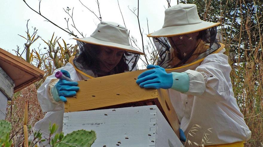 La investigadora de la Universidad de Murcia, Pilar de la Rúa, en plena labor científica con las abejas. | UMU