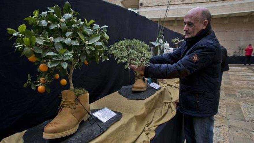 La IV Exposición de Bonsáis presenta este año como novedad varios árboles en miniatura con zapatos como macetero.