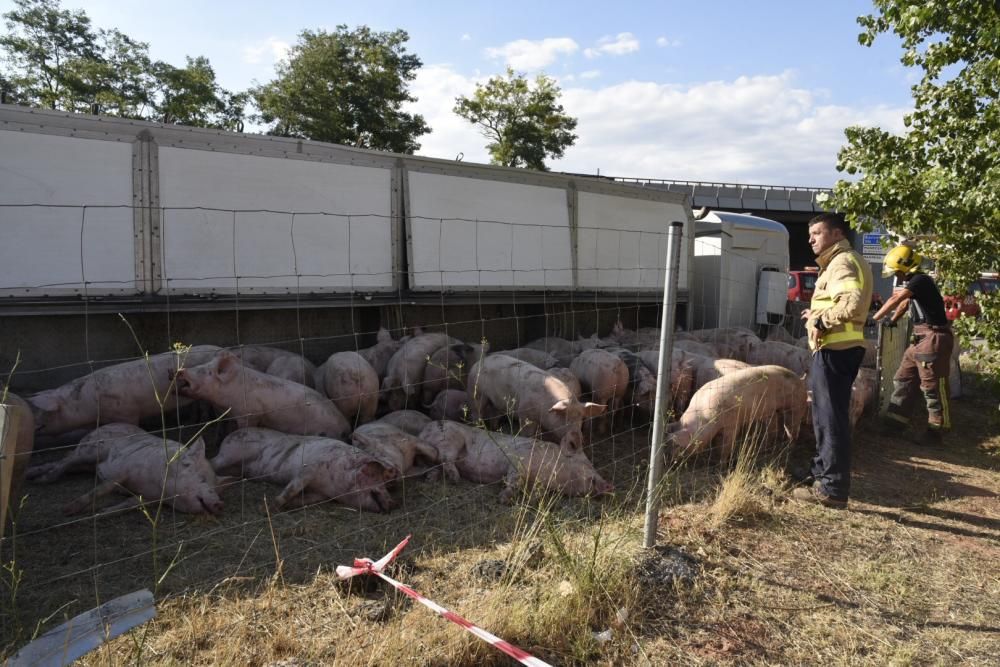 Accident d'un camió de porcs a Manresa