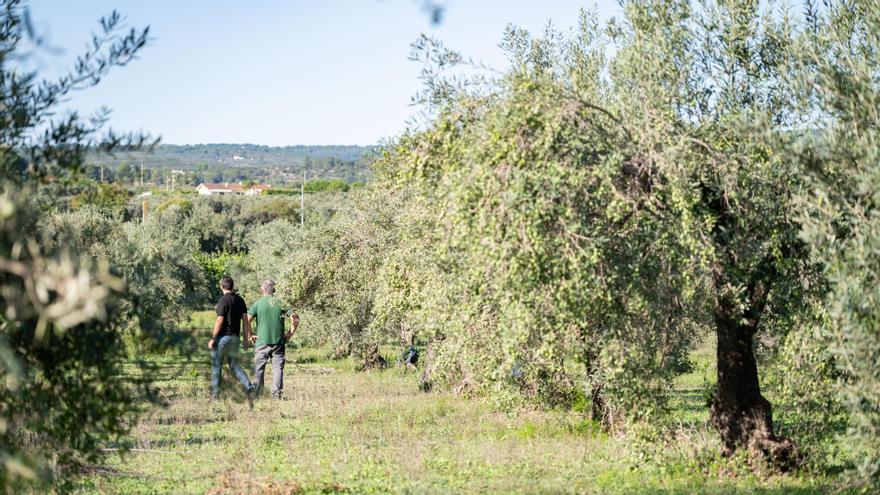 El abandono de olivares por falta de relevo generacional inquieta a la cooperativa de Enguera
