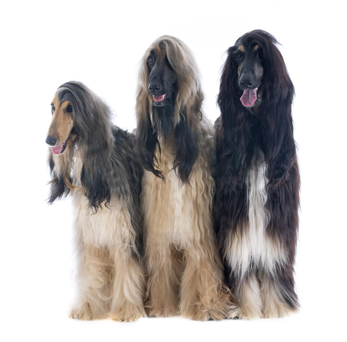 El Afghan Hound es una de las razas de perros más caras en España