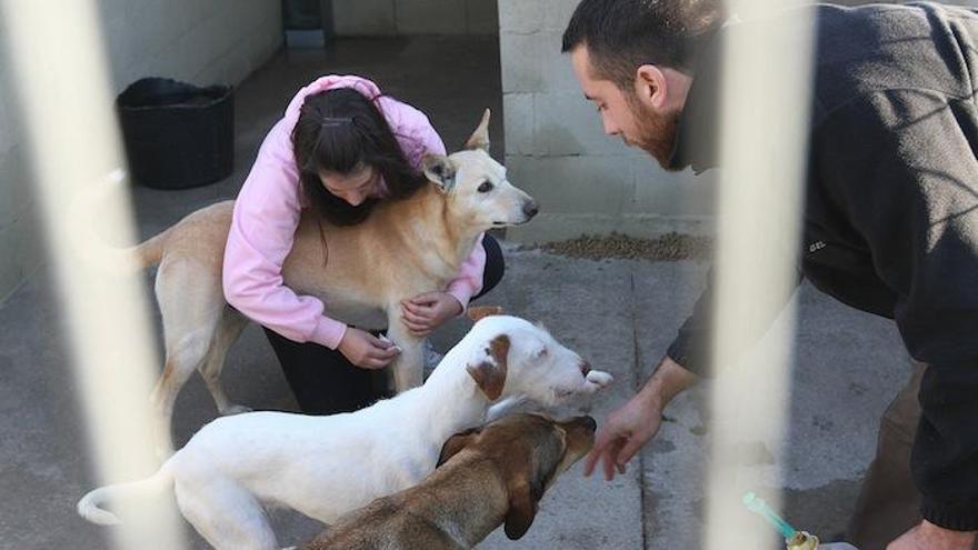 Imagen tomada en el refugio de la Sociedad Protectora de Animales y Plantas de Málaga.