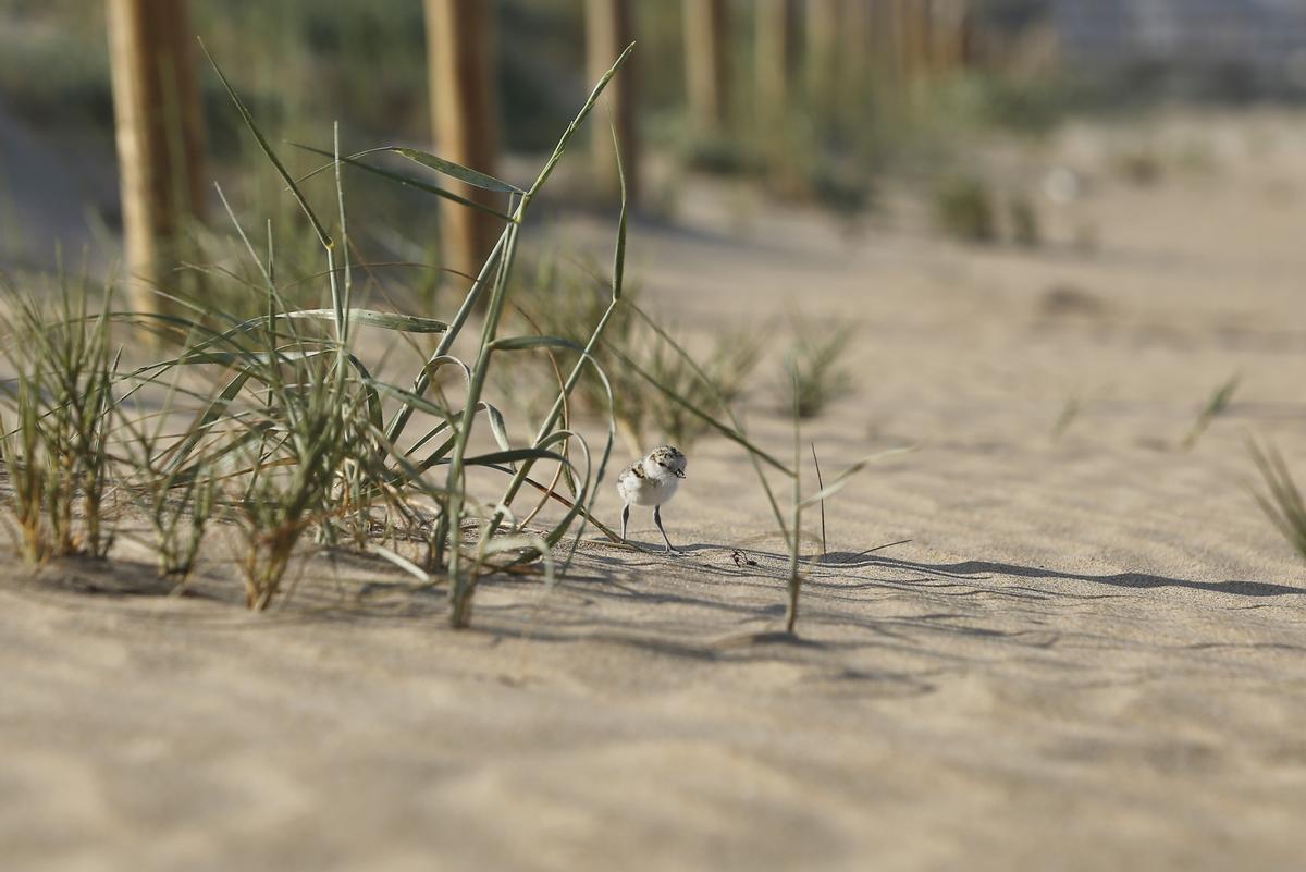 Cría de chorlitejo en la playa de La Mata entre la playa y las dunas Cría de chorlitejo en la playa de La Mata entre la playa y las dunas