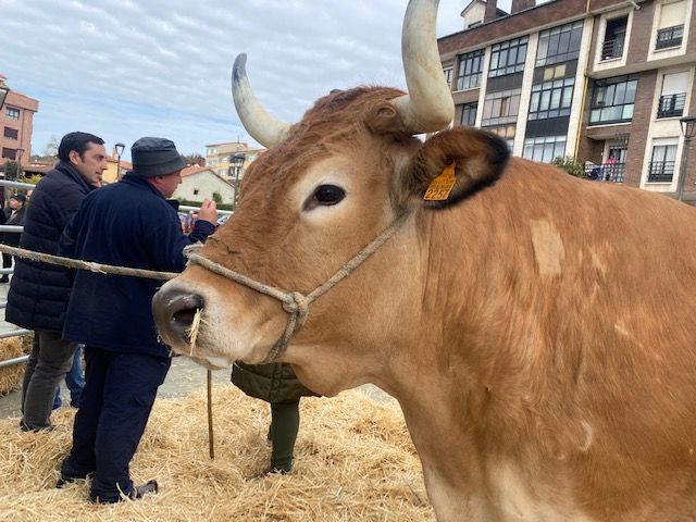 Ganadería de élite: "Garbosa", la vaca "única", cuya carne se degustará en un restaurante asturiano de Madrid