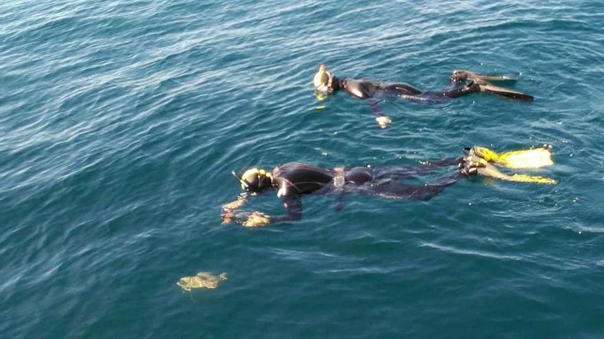Momento de la liberación de la tortuga en aguas del Atlántico. // FdV