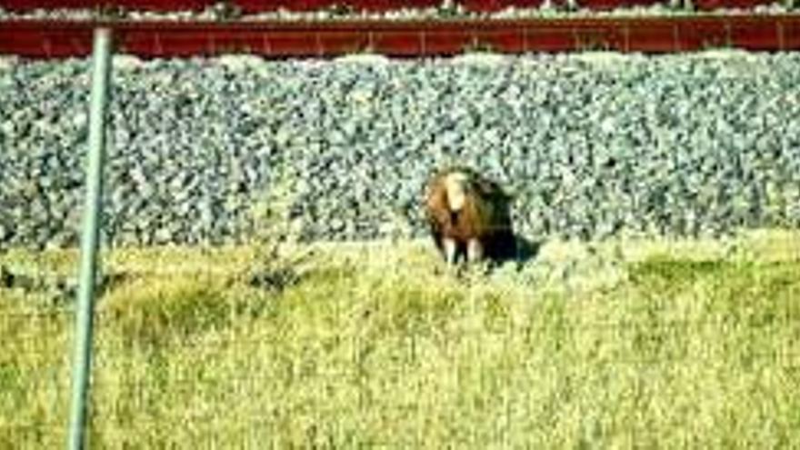 Dema rescata a un buitre leonado en la autovía