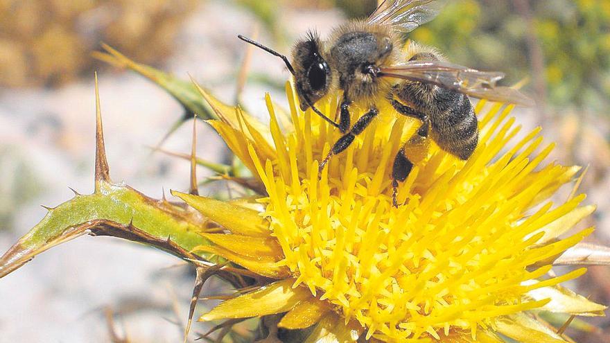 El mes de les flors és el millor per a les abelles