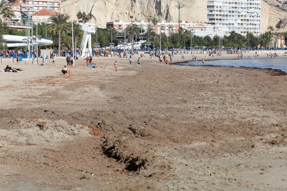 Alicantinos y turistas disfrutan a 20 grados de un