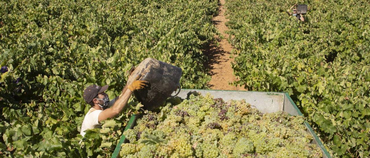 Trabajos de recolección de la uva en un campo de Turís en agosto de 2020. | PERALES IBORRA