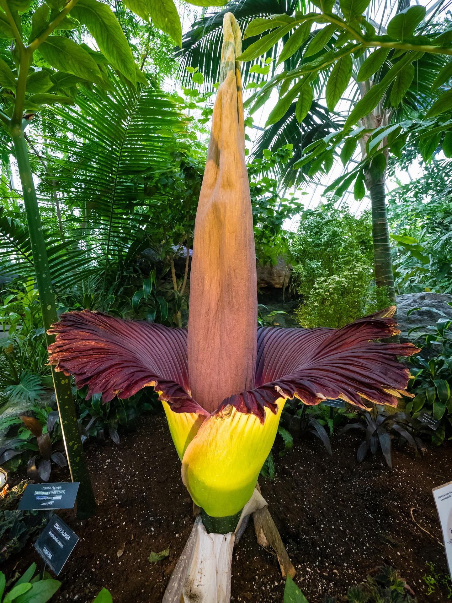 Amorphophallus titanum, este es su nombre científico, sin embargo, a esta especie se la conoce como la flor cadáver.