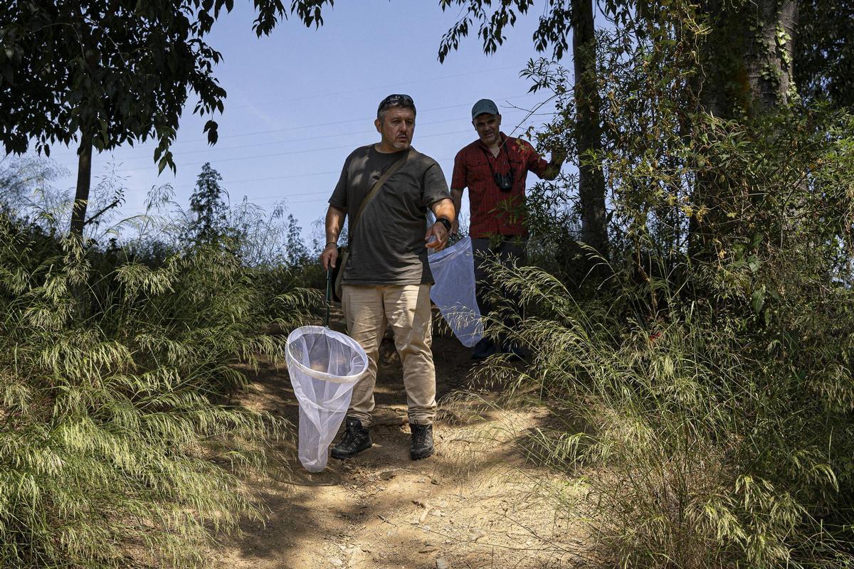 Las mariposas tratan de resistir en entornos metropolitanos degradados