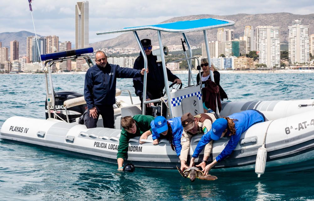 La tortuga "Benidorm" regresa al mar