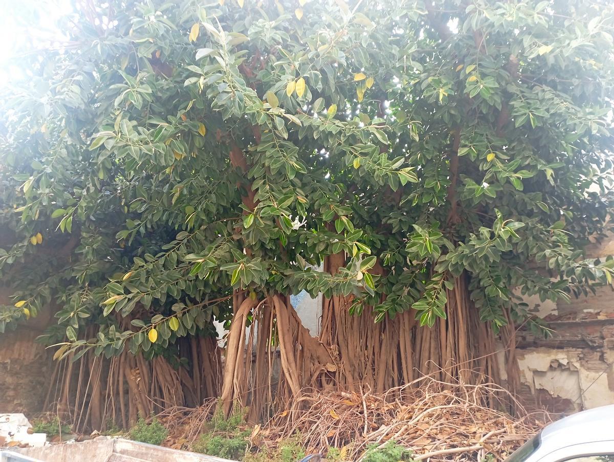 Detalle del ficus de Lagunillas, en junio.