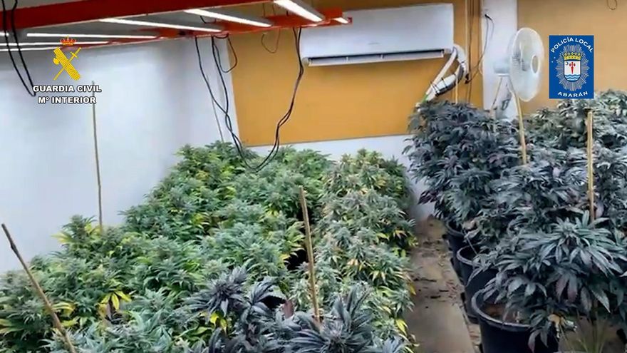 Parte de la plantación de marihuana intervenida en la operación 'Alfil'