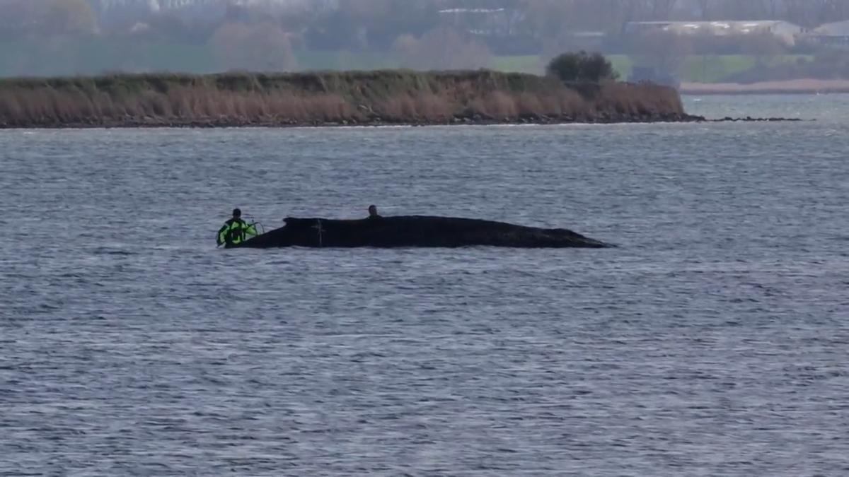 Esta es la ballena jorobada varada desde hace más de un mes en el litoral alemán del Báltico