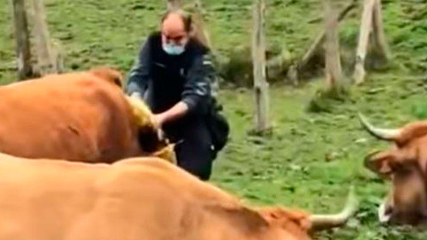 un Guardia Civil que ayudó al parto de una vaca en la zona del Dobra (Cangas de Onís)