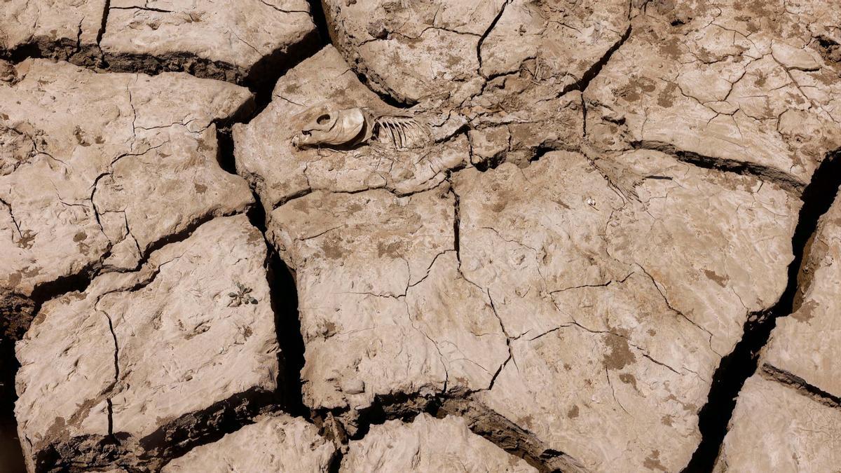 Los restos de un pez yacen en el suelo agrietado del embalse de La Viñuela , cerca de Málaga