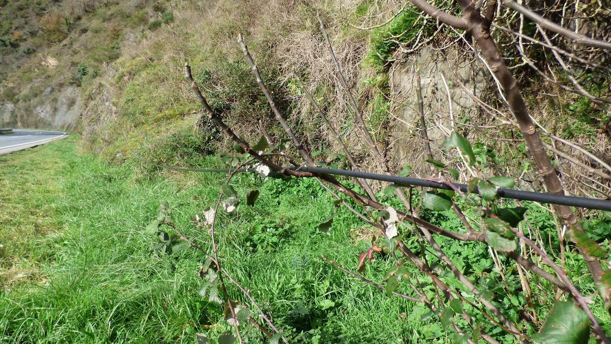 El cable de fibra apoyado en la rama de un árbol en las proximidades de Villanueva.