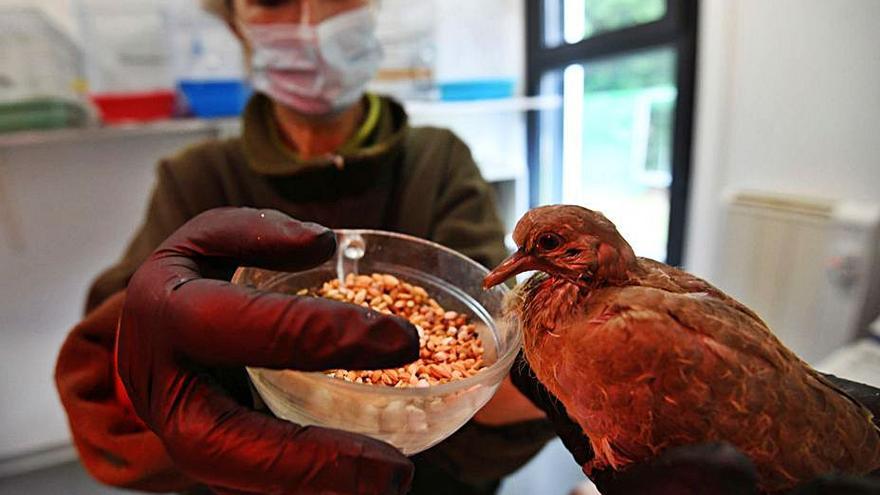 Una técnica del centro alimenta a una de las aves. |   // GUSTAVO SANTOS