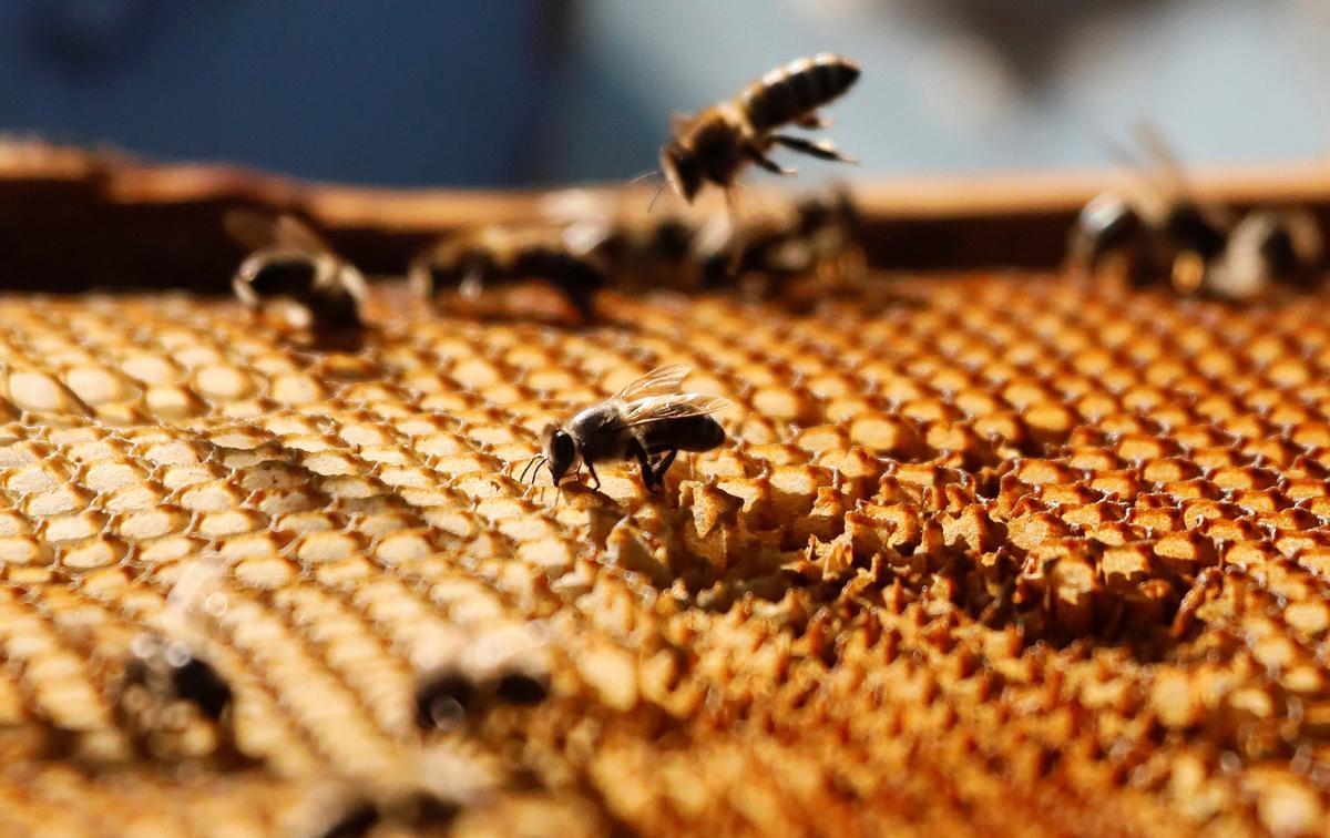 Abejas produciendo miel