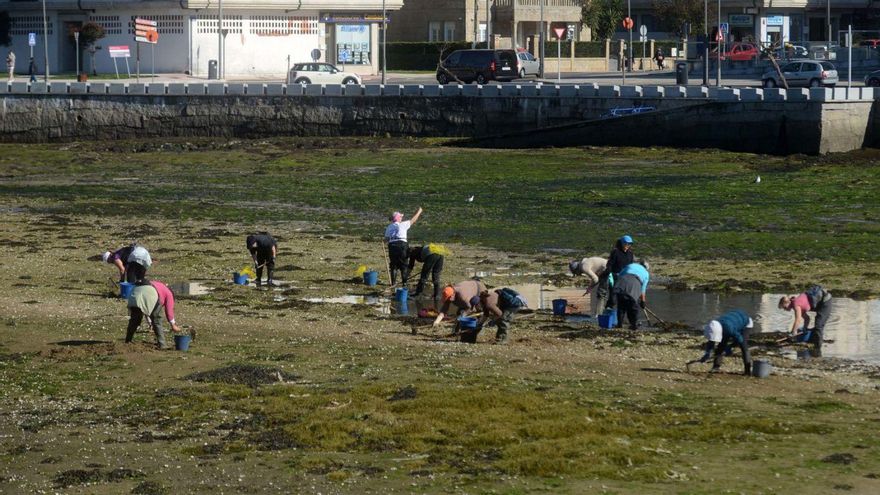 Imagen de archivo de las mariscadoras de Cambados, trabajando en el Saco de Fefiñáns. |   // NOÉ PARGA