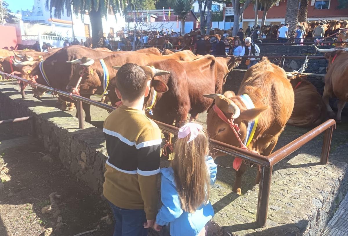 Feria del Ganado en La Matanza en el día grande de San Antonio Abad